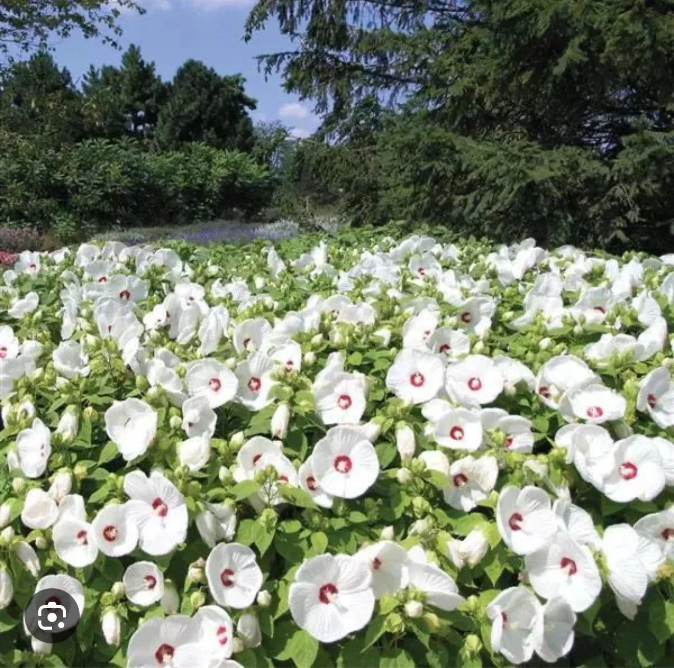 Hibiscus Plant Starter - Small Rooted - Luna White Variety - Huge 8-10” Blooms - Hibiscus moscheutos