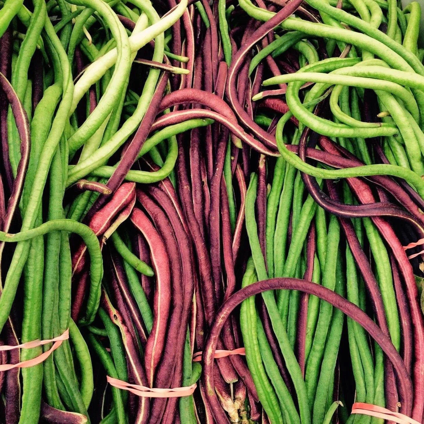 Yard Long Bean Seeds - Red and Green Mix - Asian Vegetable - 2025 Variety - Pole Bean Seeds for Garden