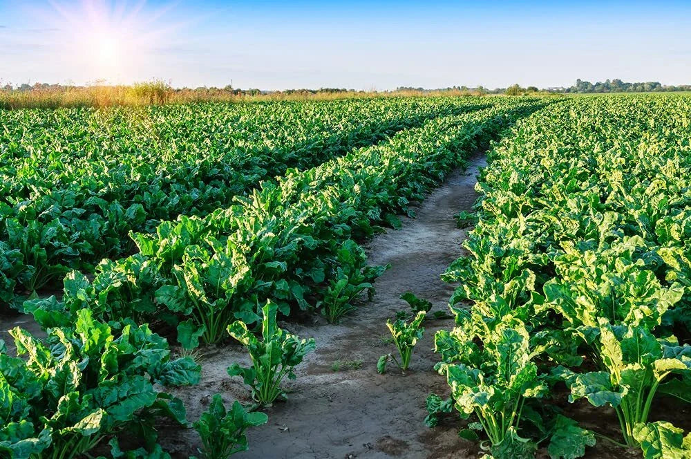 Sugar Beet Seeds 500 Count for Deer Food Plot - Whitetail Attractant - Beta vulgaris