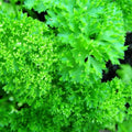 Forest Green Parsley Seeds | NON-GMO Heirloom | Fresh Garden Seeds | Petroselinum crispum