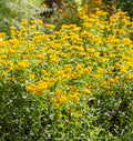 Mexican Mint Marigold Seeds 100+ | Tagetes Lucida | Medicinal Herb Spice & Flower
