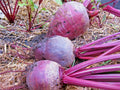 Detroit Dark Red Beet Seeds - Heirloom Vegetable Seeds for Garden & Patio - Easy to Grow (Beta vulgaris) - 100+ Seeds