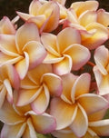 Rare Rainbow Plumeria Plant 3-8 Inches Tall - Plumeria spp.