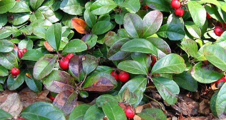 Wintergreen Live Plant Bareroot Starter Gaultheria procumbens - Native Evergreen Creeper with Edible Red Berries
