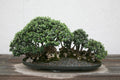 Common Olive Tree Seeds, 15 Seeds, Olea Europaea, Mediterranean Variety, Easy to Grow Olive Plant Seeds