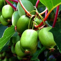 Kiwi Berry 10 Seeds | Cold Hardy Kiwiberry | Self-Fertile Variety | Actinidia Arguta Issai