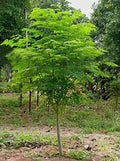 Moringa Tree Seeds - 25 Count - Fast Growing, Easy to Grow - Moringa oleifera