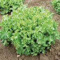 Tango Lettuce Seeds - 500 Count - Frilly Loose Leaf Heirloom Variety - Lactuca sativa