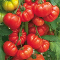 30+ Beefsteak Tomato Seeds - Heirloom Organic - Tasty Fresh - Solanum lycopersicum