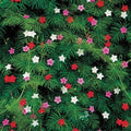 Cypress Vine Seeds - 10 Fresh Flower Seeds - Ipomoea quamoclit - Free USA Shipping
