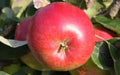 Wealthy Apple Seeds - 25+ Pack for Garden Planting - Malus domestica - USA Origin