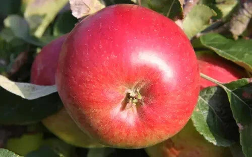 Wealthy Apple Seeds - 25+ Pack for Garden Planting - Malus domestica - USA Origin