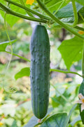 Straight Eight Cucumber Seeds 50+ Heirloom Vegetable Garden Seeds, Cucumis sativus, Non-GMO, Home Gardening