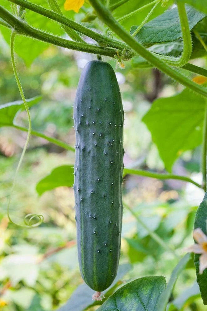 Straight Eight Cucumber Seeds 50+ Heirloom Vegetable Garden Seeds, Cucumis sativus, Non-GMO, Home Gardening