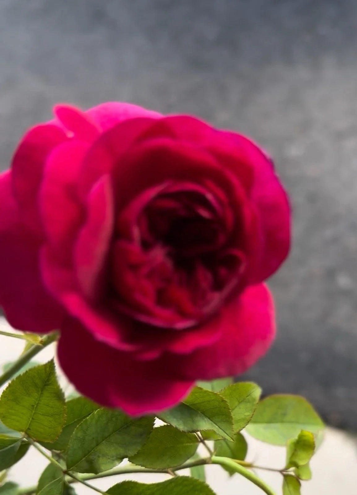 Fragrant English Shrub Rose Cuttings - Ausdecorum - Three Unrooted Cuttings - Rosa spp.