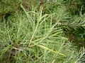 Rosemary Willow Tree Cuttings - E Size - Attractive Privacy Bush - Salix rosmarinifolia