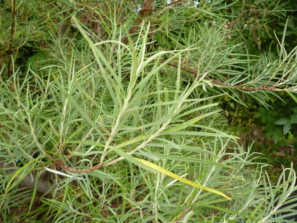 Rosemary Willow Tree Cuttings - E Size - Attractive Privacy Bush - Salix rosmarinifolia