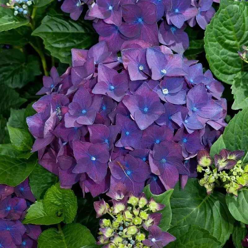 Live Hydrangea Cuttings - 6" Heirloom Purple Hydrangea Bush - Hydrangea macrophylla