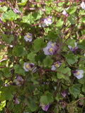 Live Kenilworth Ivy Root Cuttings - Groundcover Perennial, Cymbalaria Muralis