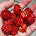 Red Raspberry Bare Root Starter Cane | Sweet, Hardy Variety | Rubus idaeus | Ideal for Small Gardens & Containers