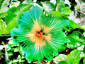 Hibiscus Seeds - 20 Pack - Green Yellow Perennial Flower Garden - Hibiscus rosa-sinensis