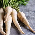 Hollow Crown Parsnip Seeds - 200+ Seeds - Organic Heirloom Vegetable Seeds (Pastinaca sativa)