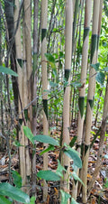3 Pieces Tonkin Cane Bamboo Tea Stick 10" Live Plant Pseudosasa Amabilis Rhizome Root