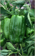 Big Bertha Sweet Pepper Seeds - 25 Non-GMO Heirloom Seeds - Capsicum annuum