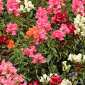 Snapdragon Seeds - 1000+ Magic Carpet Mix - Antirrhinum majus - Garden Flower Seeds - USA
