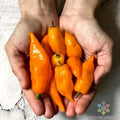 Habanada Sweet Pepper Seeds - 25+ Pack for Garden Planting - Capsicum chinense - USA
