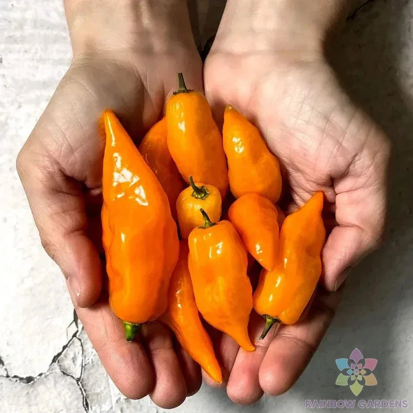 Habanada Sweet Pepper Seeds - 25+ Pack for Garden Planting - Capsicum chinense - USA
