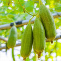 Heirloom Luffa Seeds - 20 Non-GMO Vegetable Sponge Dishcloth Seeds - Luffa cylindrica