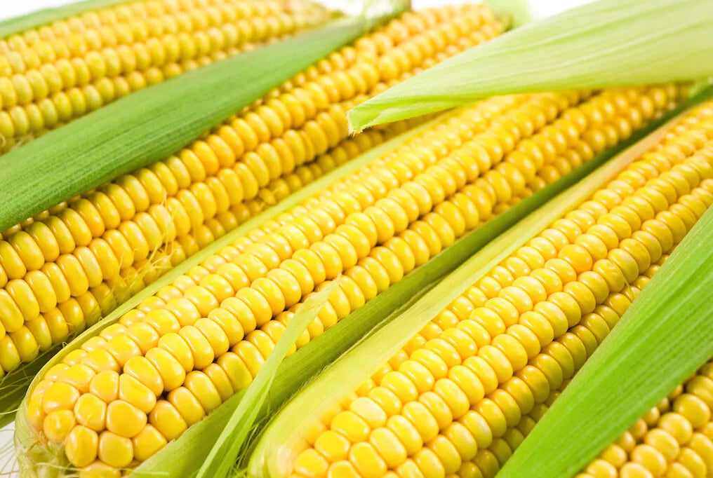 Sweet Corn Seed - Jubilee Variety - Fresh Seed - Zea mays - Non-GMO, Heirloom, High Yield