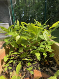 Live American Chestnut Tree 1 Year Old 12" Tall Well Rooted Plant - Castanea dentata