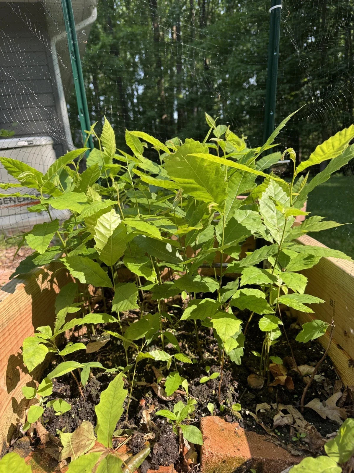 Live American Chestnut Tree 1 Year Old 12" Tall Well Rooted Plant - Castanea dentata