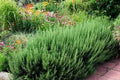 Organic Rosemary Herb Plants LIVE Cuttings 10" Fresh Multiples Rosmarinus officinalis Fast Shipping