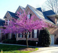 Eastern Redbud Cuttings - 15 Thin Cuttings - Cercis canadensis - Ideal for Propagation and Gardening
