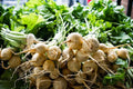 White Albino Beet Seeds - Holland Heirloom, NON-GMO, Various Sizes, Organic Gardening