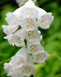 Foxglove Seeds 50 Pack - Foxy White Variety - Digitalis purpurea