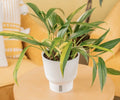 Epipremnum Amplissimum Cutting - 1 Rooted Stem - Rare Pothos Variety for Indoor Plant Enthusiasts