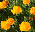 Orange California Poppy Seeds 600+ Annual Flower Garden - Eschscholzia californica