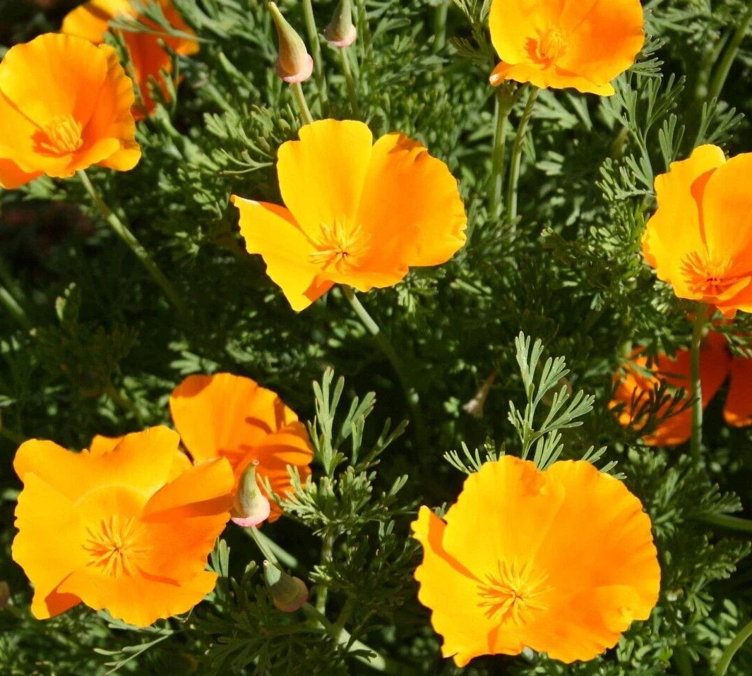 Orange California Poppy Seeds 600+ Annual Flower Garden - Eschscholzia californica