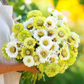 Zinnia Seeds Mix - 100 Pack - Snow White & Rare Green - Zinnia elegans