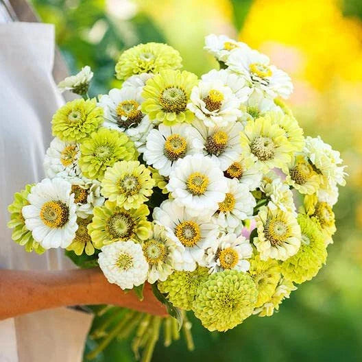 Zinnia Seeds Mix - 100 Pack - Snow White & Rare Green - Zinnia elegans