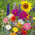 Wildflower Seed Mix - 200 Seeds - Fairytale Blend - Native Flowers for Pollinators, Garden, and Meadow Restoration