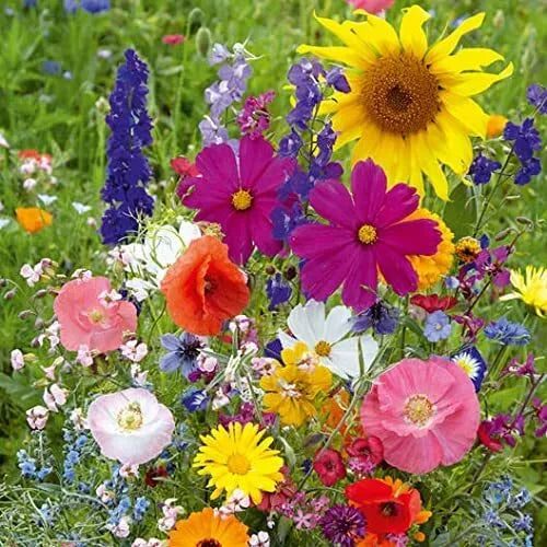 Wildflower Seed Mix - 200 Seeds - Fairytale Blend - Native Flowers for Pollinators, Garden, and Meadow Restoration