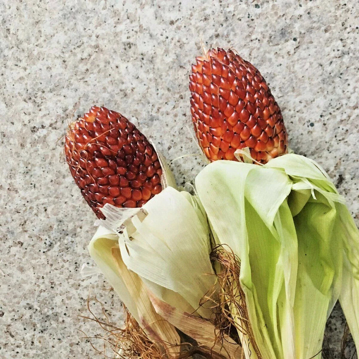 Organic Heirloom Strawberry Popcorn Seeds - 75+ Red Seeds for Easy Summer Garden - Fun Variety for Home Gardening