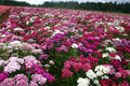 Sweet William Seeds - 500 Organic Biennial Seeds - Dianthus barbatus - USA Grown, Free Shipping