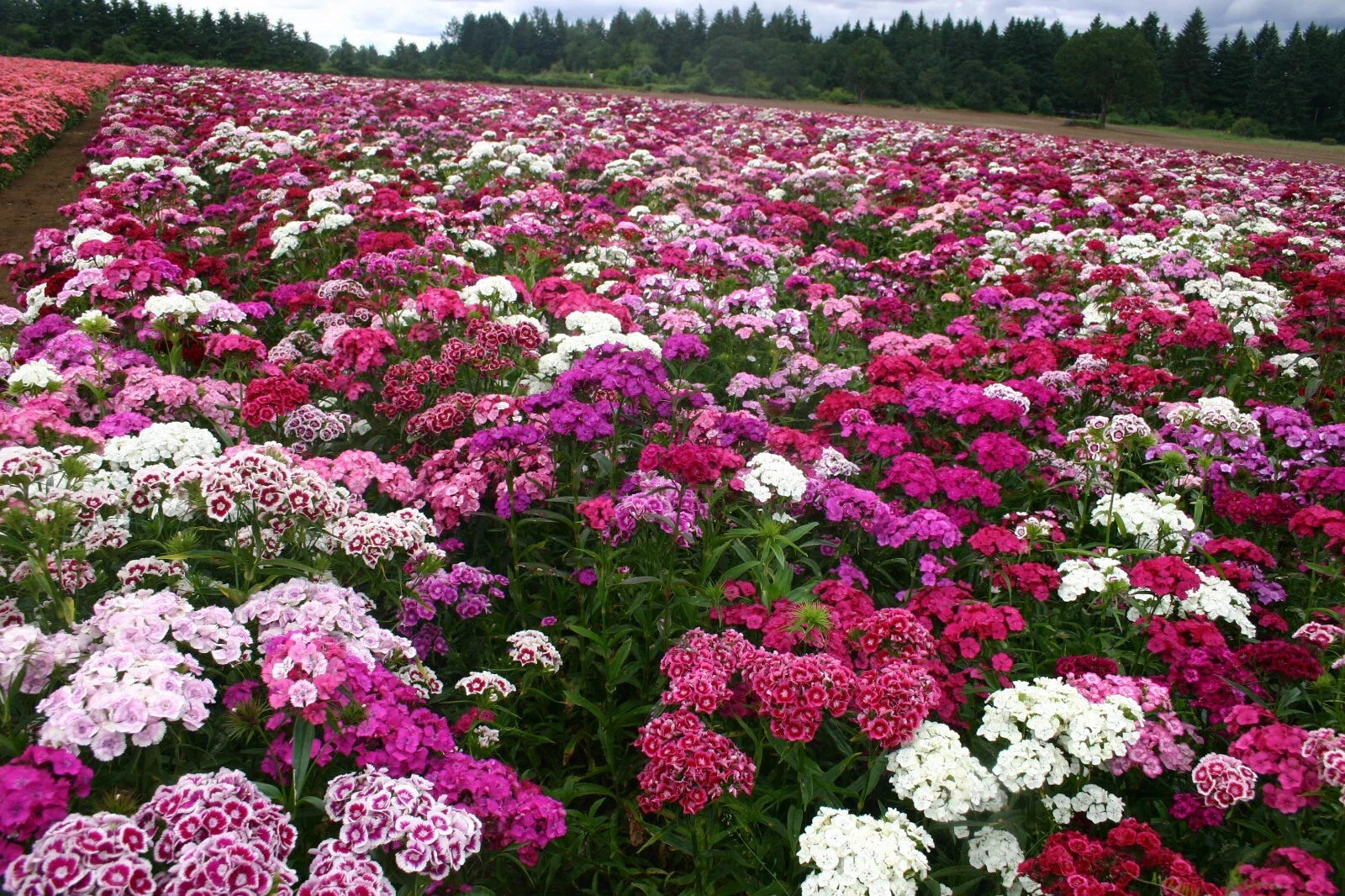 Sweet William Seeds - 500 Organic Biennial Seeds - Dianthus barbatus - USA Grown, Free Shipping