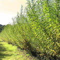 Austree Hybrid Willow Hedge Cuttings - Fast Growing Privacy Tree - 25 Cuttings - Ideal for Privacy Screens and Windbreaks